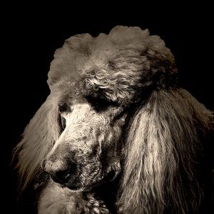 Meet your Posher, Catherine